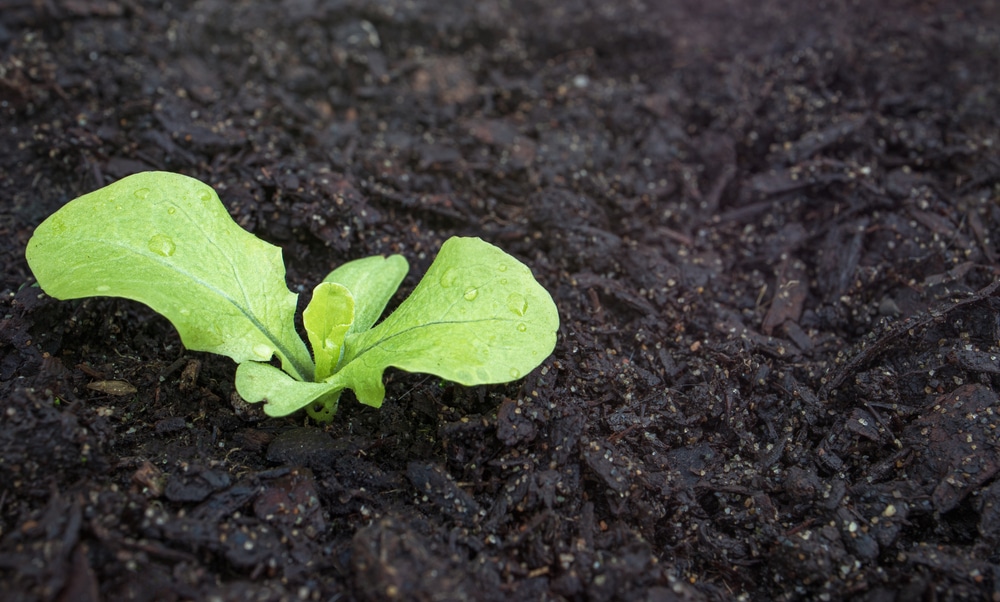 Lettuce provide mutually beneficial relationship
