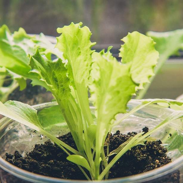 Lettuce can be grown indoors but will need supplemental light