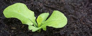 Lettuce growing healthy with the use of a grow guide