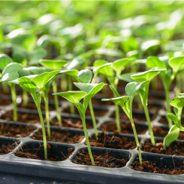 Seedlings that were started indoors to get a head start