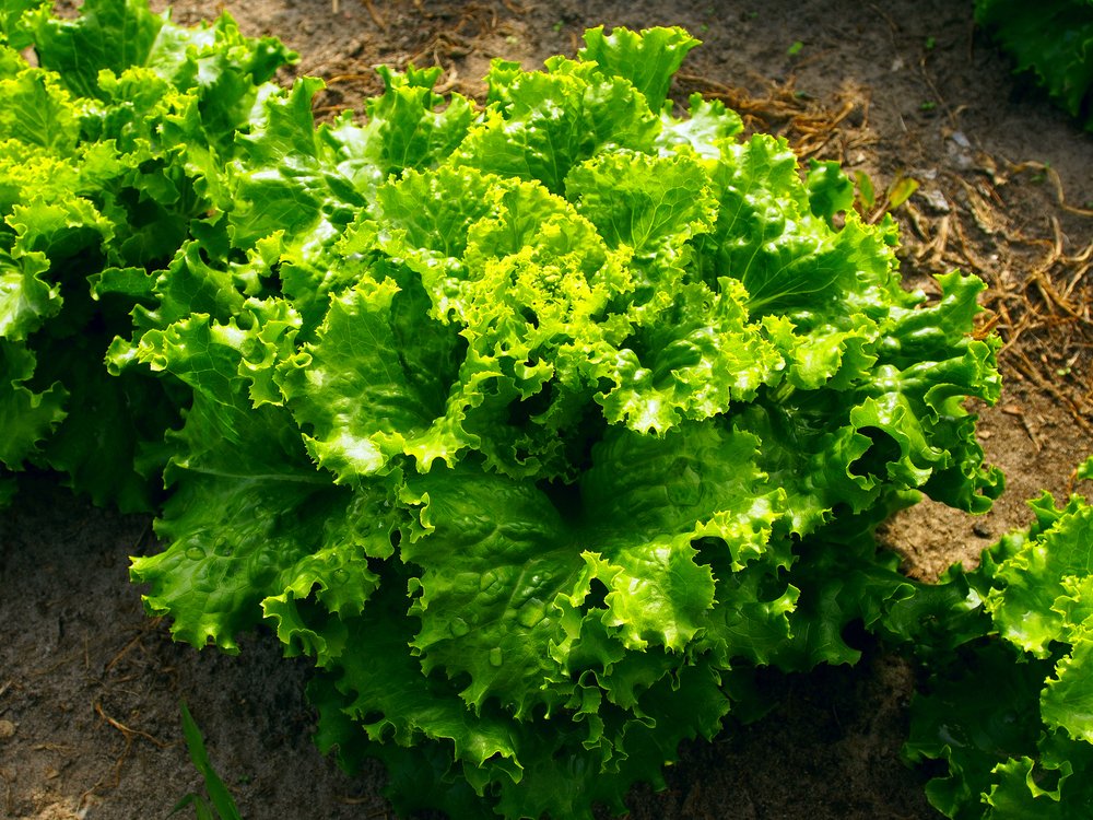 lettuce Lettuce growing in the ground