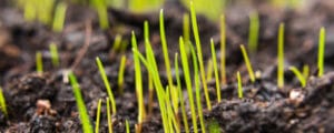 Grass Growth Stages: Understanding Your Lawn