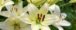 each lily cultivar has its own unique characteristics