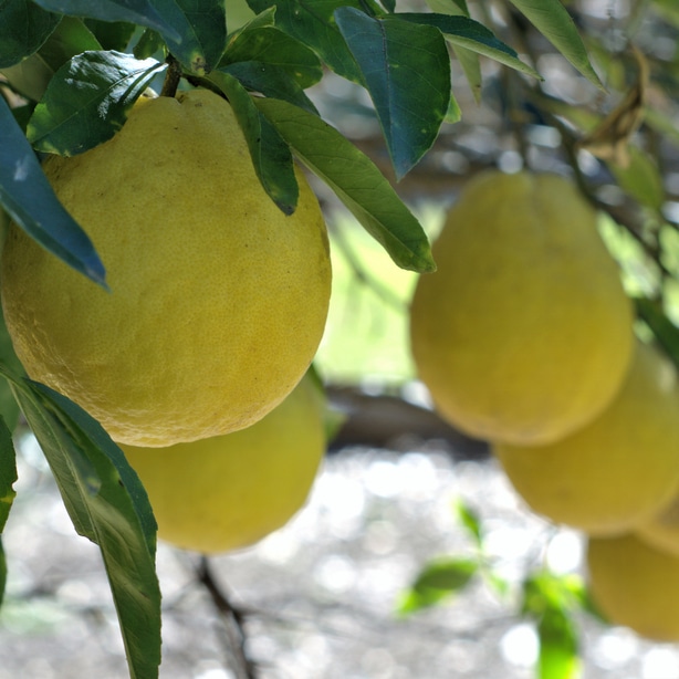 Lisbon lemon trees showing vigorous growth.