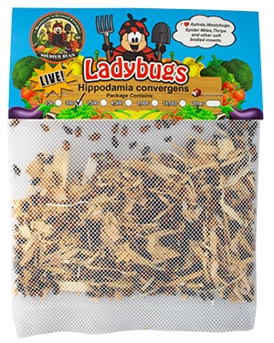 Nature good guys' live lady bugs are natural predators to thrips