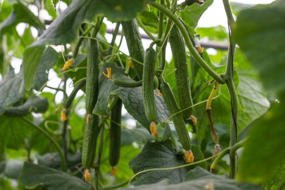 Cucumbers on vine Cucumbers that are hanging from the vine, ready to be harvested