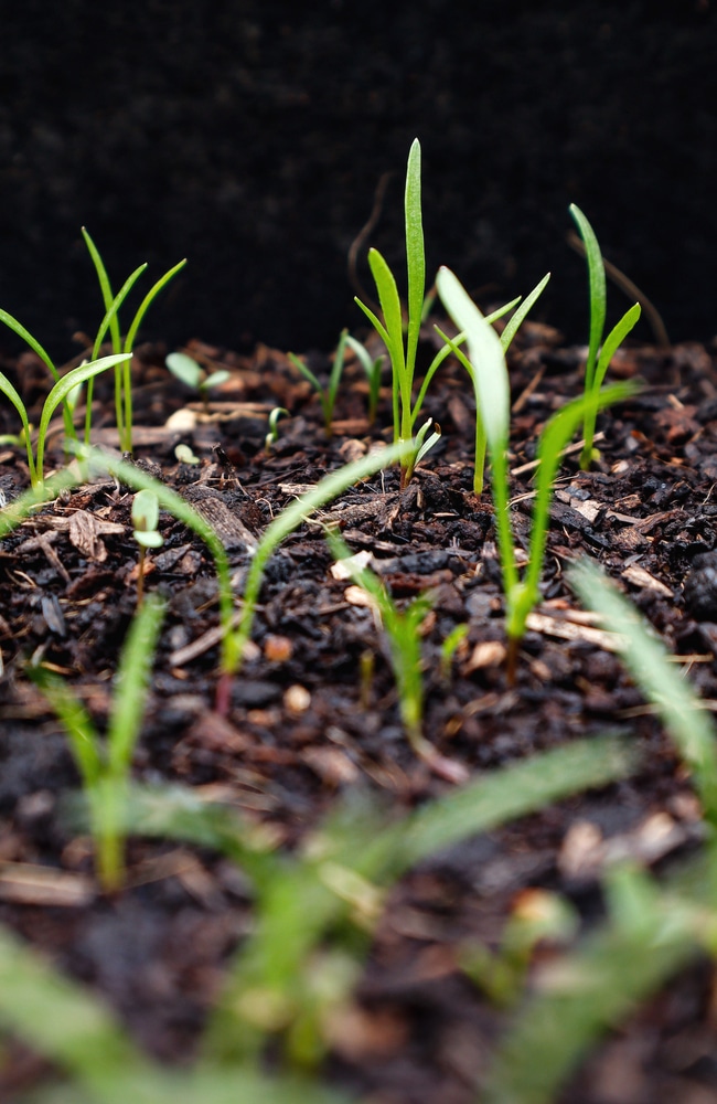 Looks like blades of grass carrot sprouts look like blades of grass
