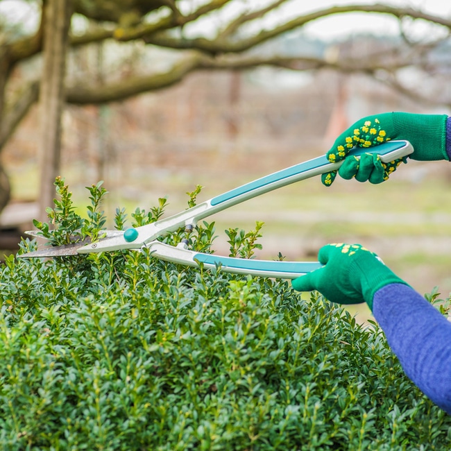 Loppers can give you a bigger reach when cutting and shaping