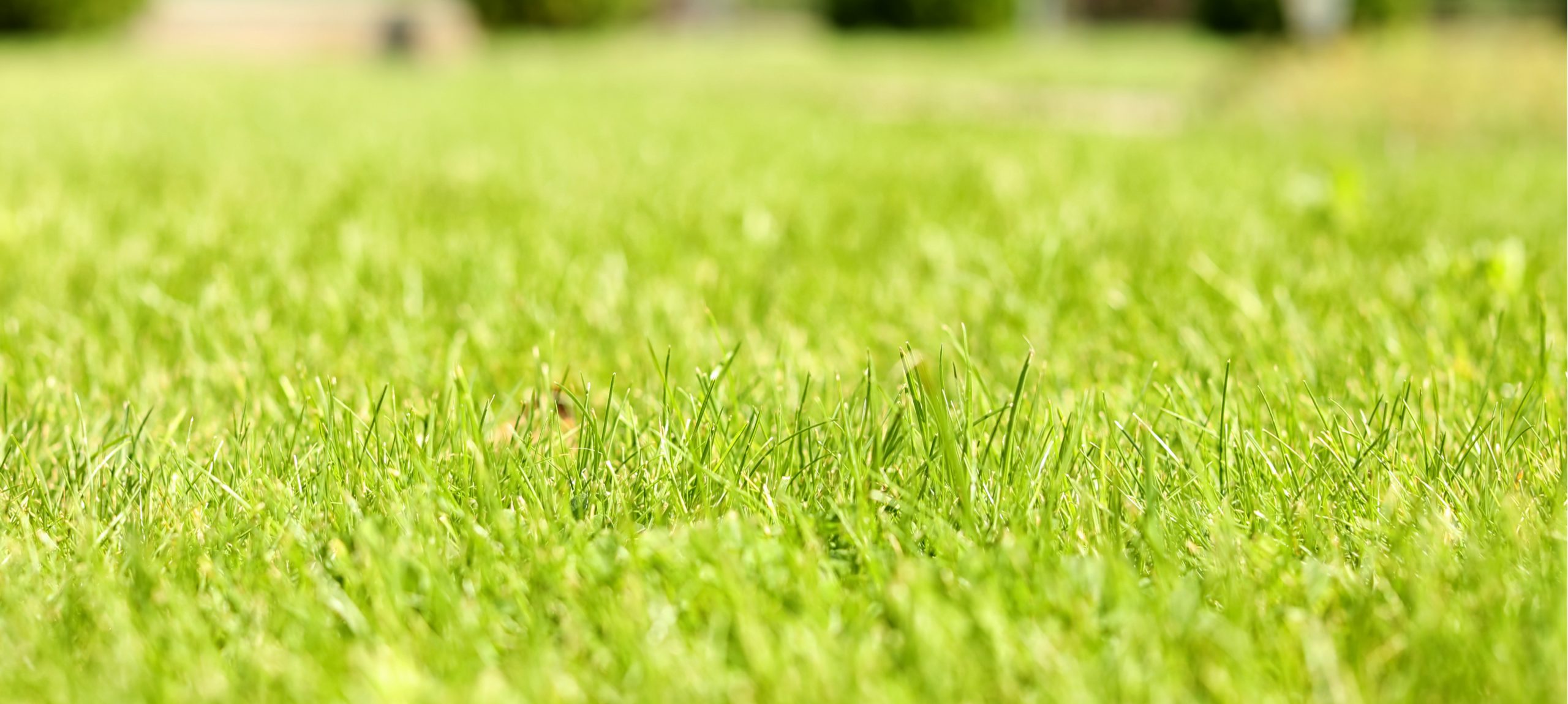 How to Aerate Your Lawn? — Our Guide with Tips (that Work)