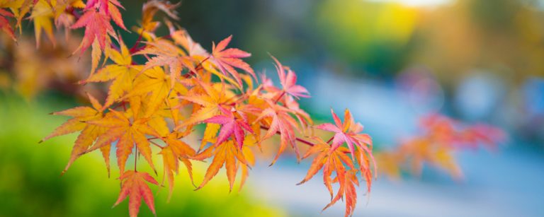 Japanese maple tree leaves growing strong because of good care