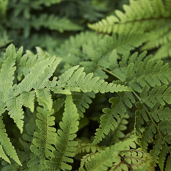 Marginal wood fern Wood fern can thrive without full sun.
