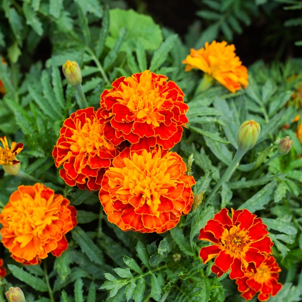 Marigold will scare away insects