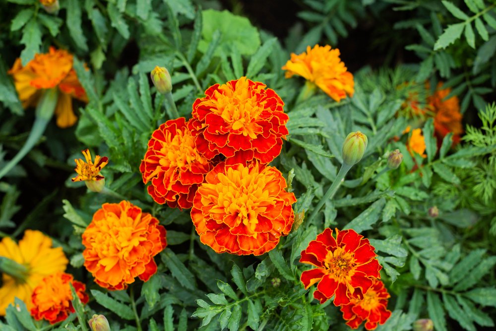 Marigolds A couple orange-ish red marigolds