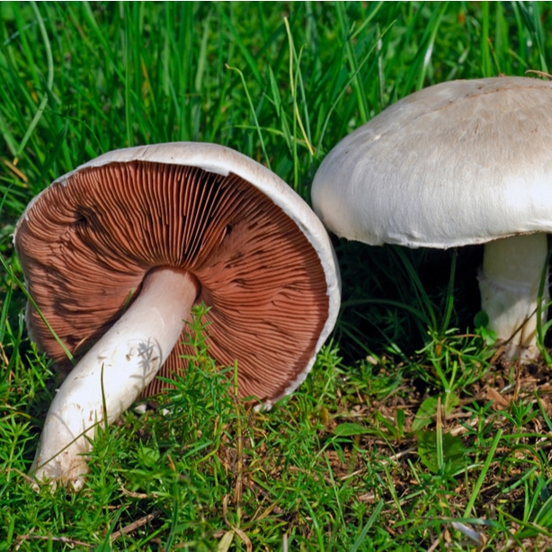 Meadow mushroom with brown gills can be eaten.