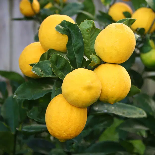 When Do Meyer Lemon Trees Produce Fruit - How To Grow A Lemon Tree In Pot Care And Growing / How much fruit does a lemon tree produce?