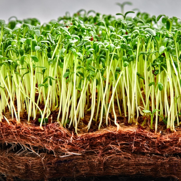 Microgreens are a great thing to consider growing in the winter when the amount of sunlight is decreased.