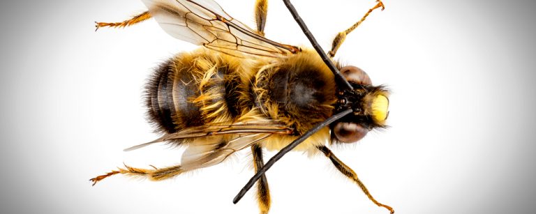 Miner bees can be beneficial insects