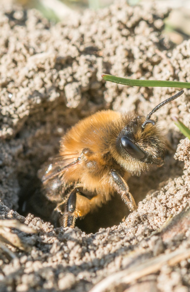 Miner bees are solitary bees with nests in the ground