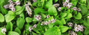 Mint flower picture to help identify mint flowers