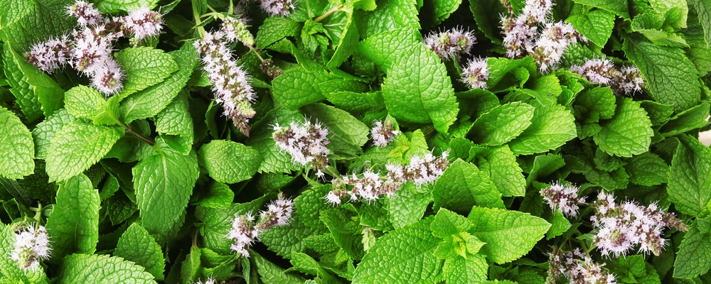 mint-flowers