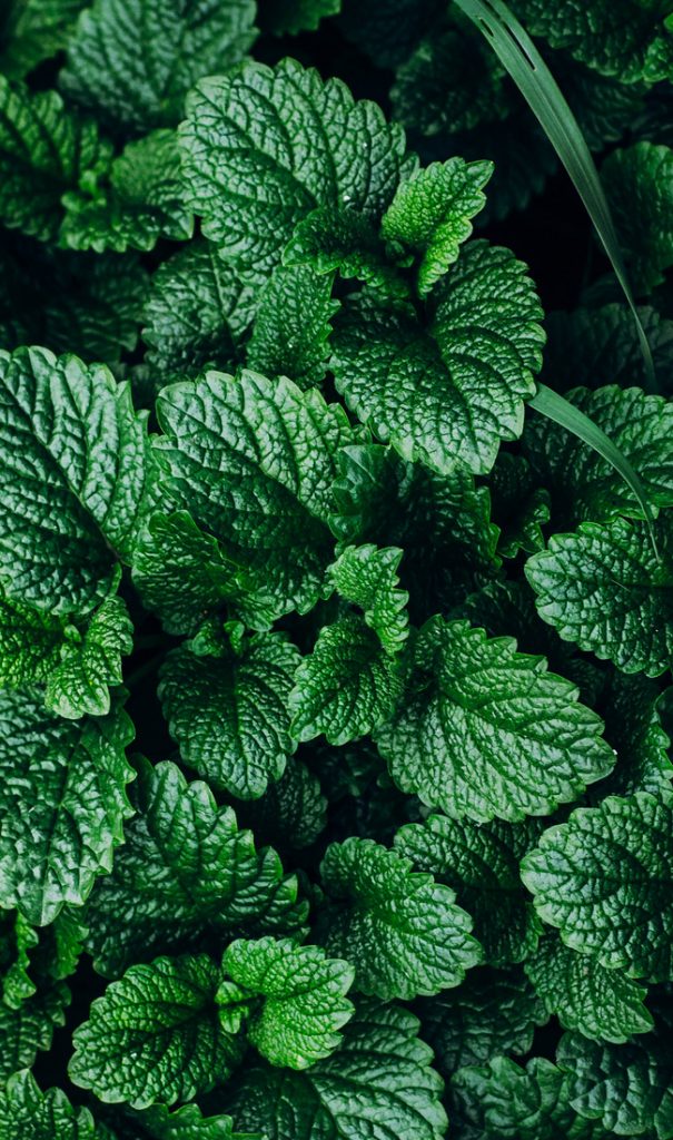 Dark green mint foliage