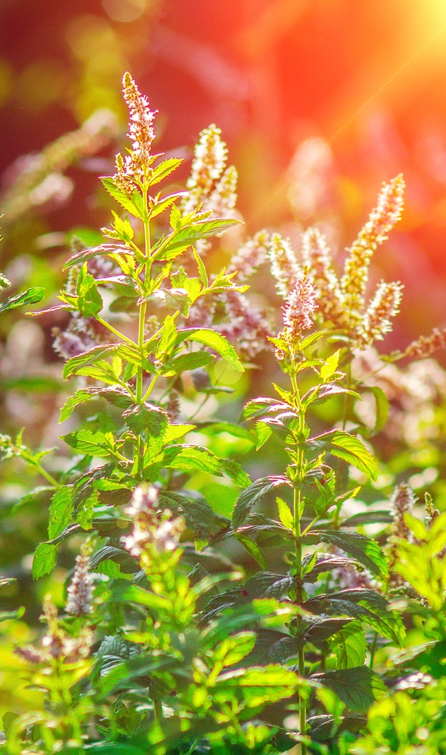 Mint Flowers — What Do You Need to Know?