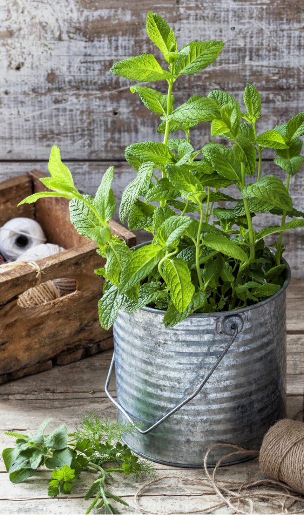 Growing mint in containers prevents it from becoming an invasive plant