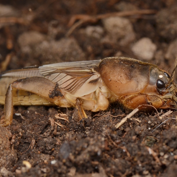 Mole crickets can frequently burrow itself in the soil of bahia grass
