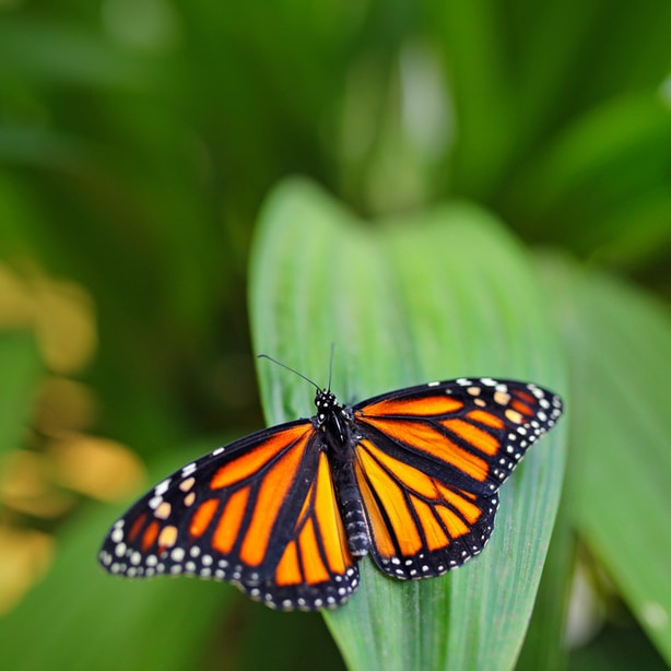 A majestic monarch butterfly with its orange-yellow wings lands on a flower to take nectar