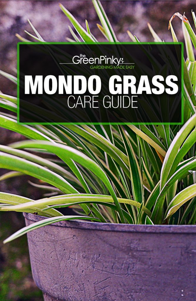 Maintaining mondo grass will result in a beautiful property