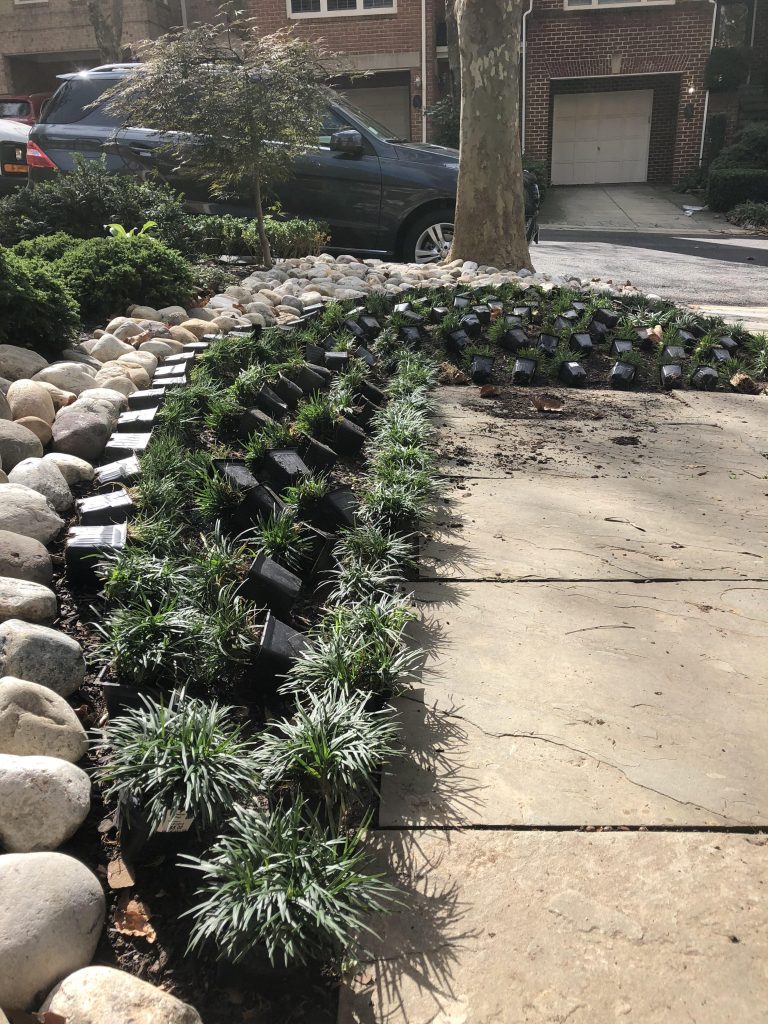 Using mondo grass in your landscapes can be beautiful with the proper care.