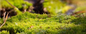 Moss growing on lawn symbolizes further maintenance issues