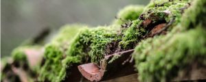 Moss is growing rampant on roof and needs to be removed