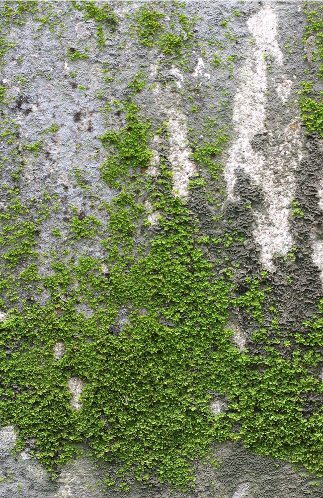 Moss growing on a white wall that needs to be gotten rid of