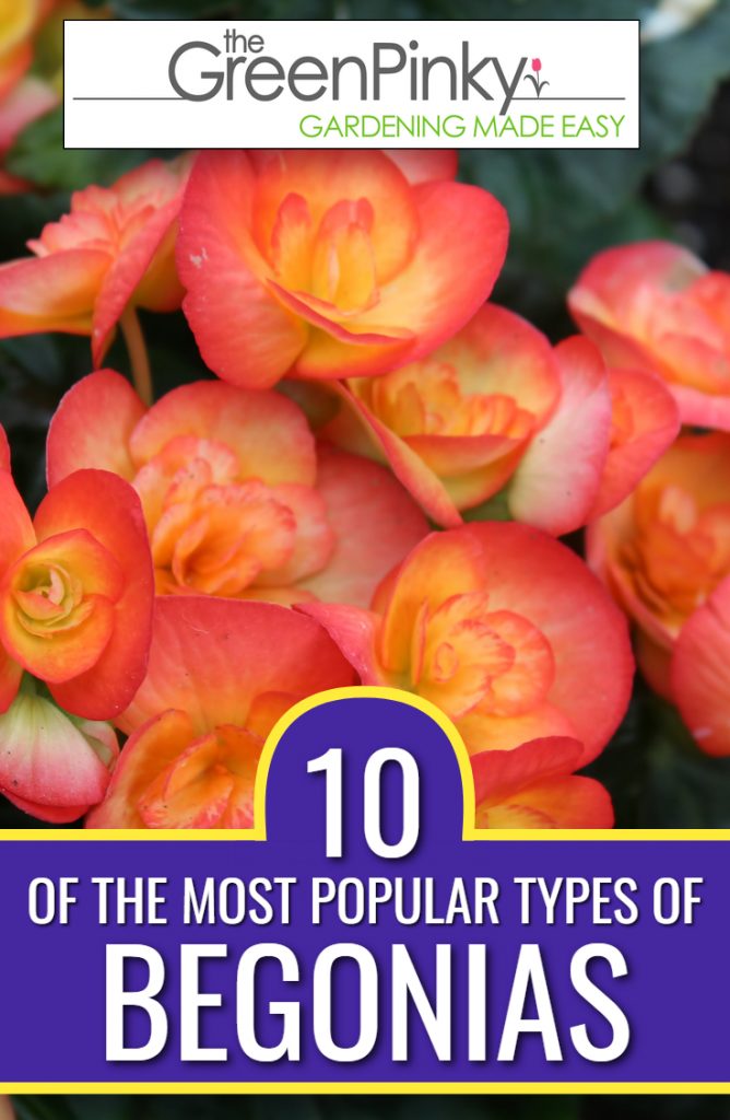 Most popular begonias are important to recognize by their variety type.