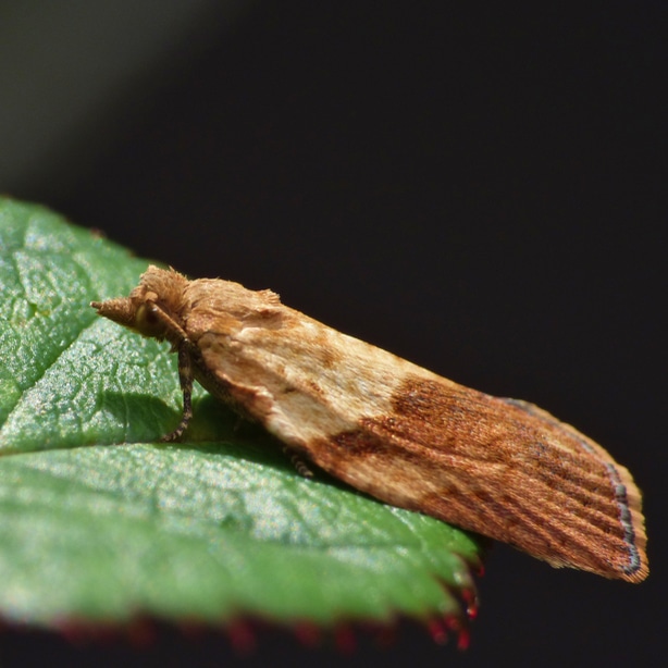 The adult form of the larva that will eventually lay more eggs and perpetuate the cycle.