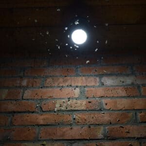 By keeping lights around your garden off, you can prevent attracting too many moths that will lay eggs
