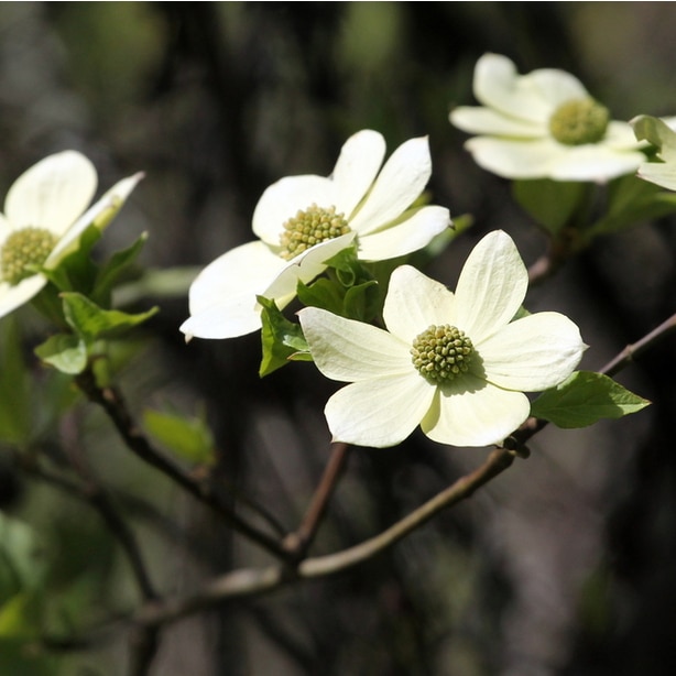 Pacific dogwood produce flowers and tolerate western climates