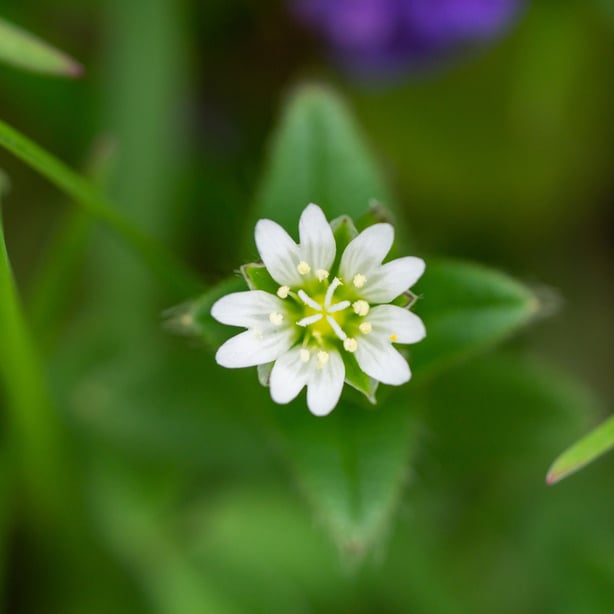 Mouse eared chickweed are weeds with white flowers.