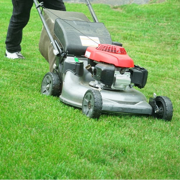 Keep the lawn mowed to a height of about 3 inches.