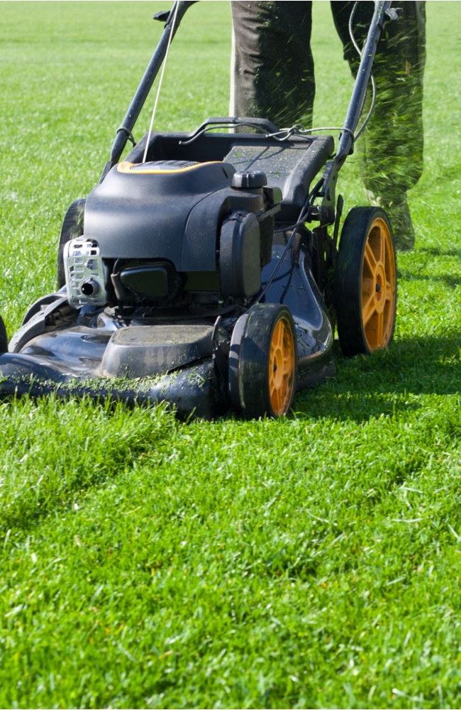 Mowing your lawn can help fix your flea problem