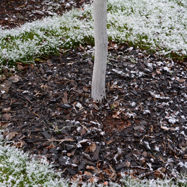 Place mulch around the base to prevent weed growth and retain warmth and moisture.