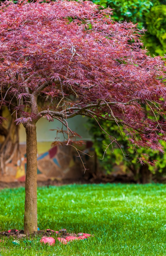 Mulch around japanese maple tree helps it flourish