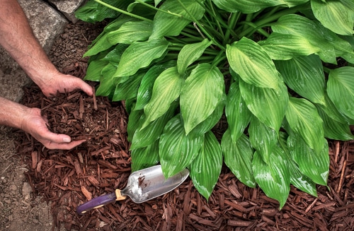 Mulching hostas is part of regular maintenance