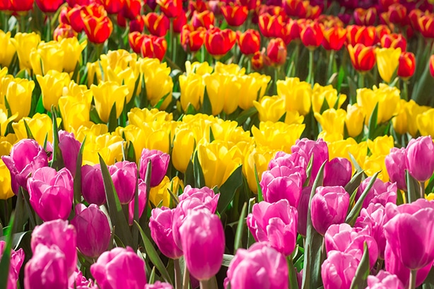 Different types of tulips