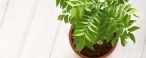 Guide to Growing Curry Leaf