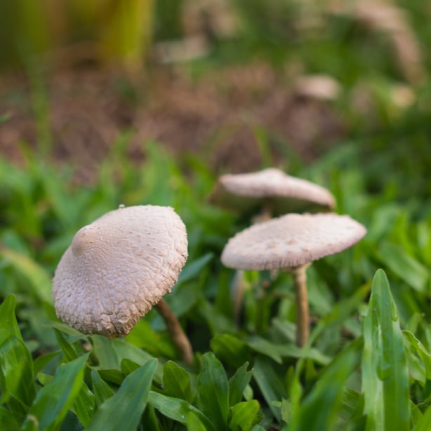 Mushrooms on property can be removed by hand.