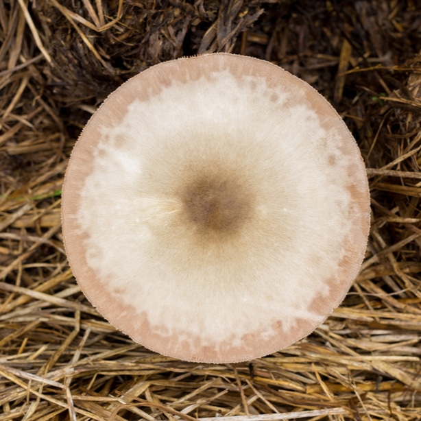 Mushrooms grow well in thatch so remove it before it can take up its organic matter.