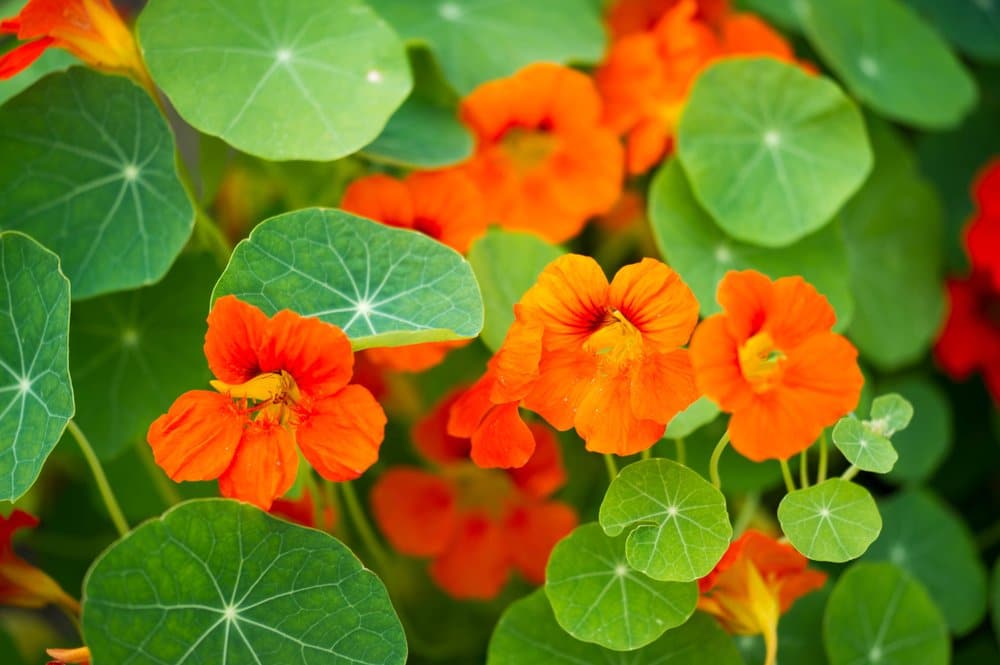 Nasturtium Nasturtium flowers in the bloom
