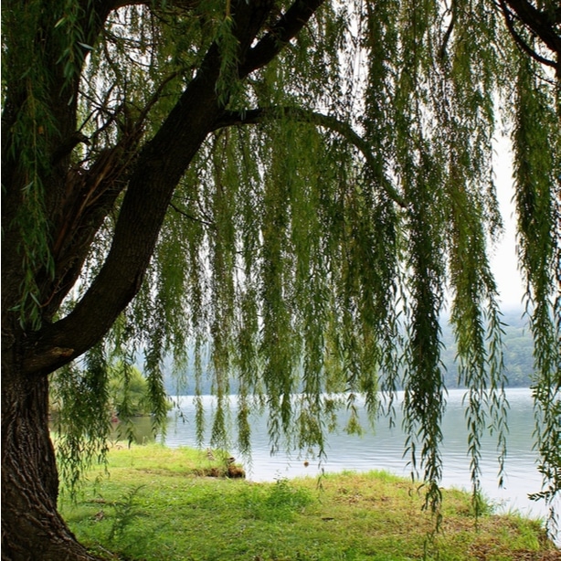 Weeping willows grow best near bodies of water